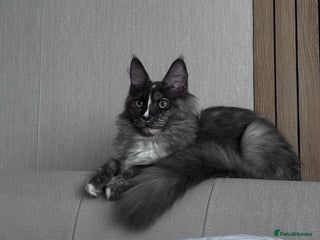 Maine Coon cats 🌟🌟 The last unique girl🩷 Maine Coon 🌟🌟 - Advert 6