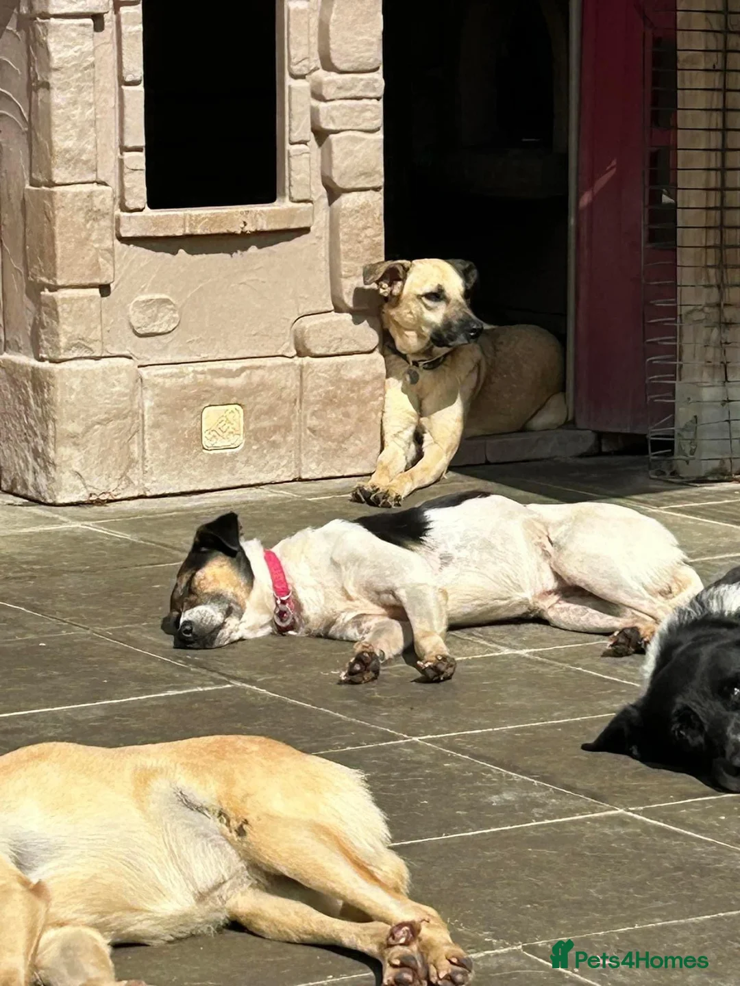 Mixed Breed dogs for adoption: Isodora - Norwich Norfolk  in Norwich - Advert 22