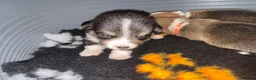 Welsh Corgi Pembroke dogs for sale: Kc pembroke corgi puppies - Advert 31