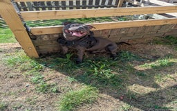 Staffordshire Bull Terrier dogs for sale: Blue staff for sale  - Image 28