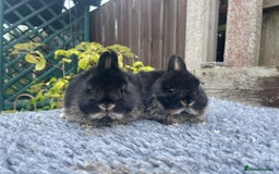 Netherland Dwarf rabbits for sale: Netherland Dwarf Babies & Adults available in Stoke-on-Trent - Image 13