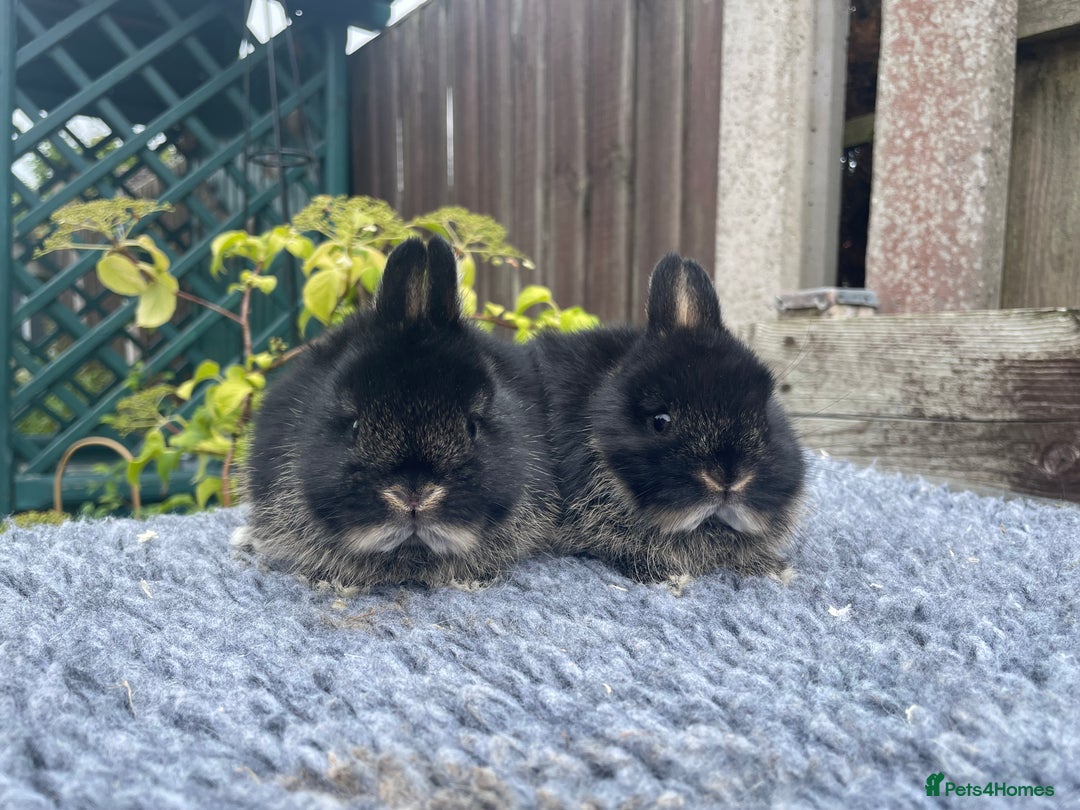 Netherland Dwarf rabbits for sale: Netherland Dwarf Babies & Adults available in Stoke-on-Trent - Image 13
