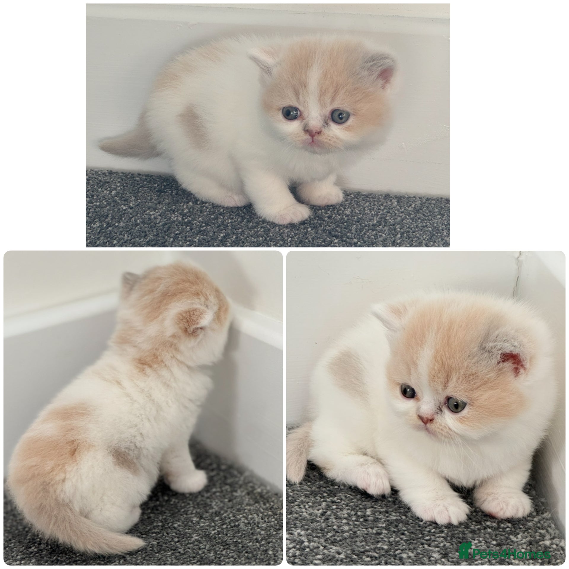 British Shorthair cats Tica SGC dam Lilac tortie and white daughter  - Advert 2