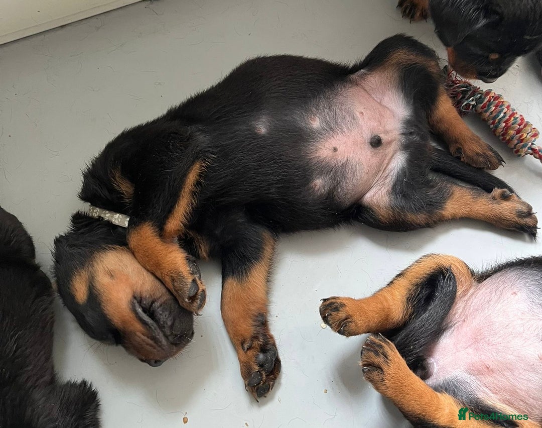 Rottweiler dogs for sale: Stunning kc registered Rottweiler pups.  - Image 26