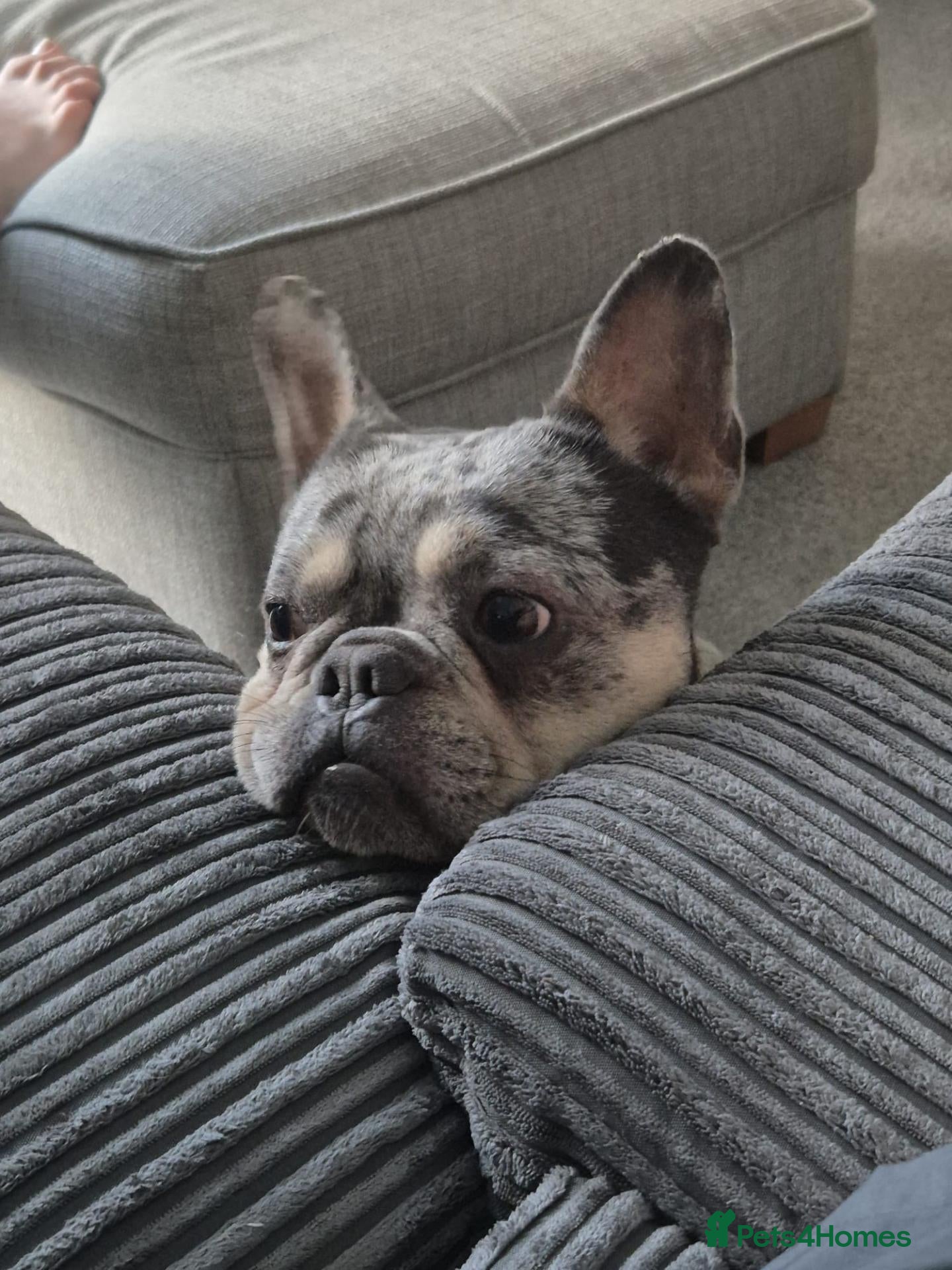 French Bulldog dogs 4 year old male French bulldog - Advert 14