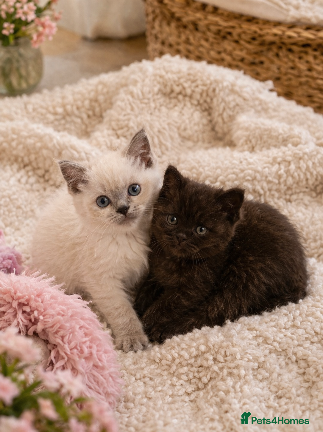 British Shorthair cats Stunning Lilac Point And Chocolate 8 Week Old  - Advert 1