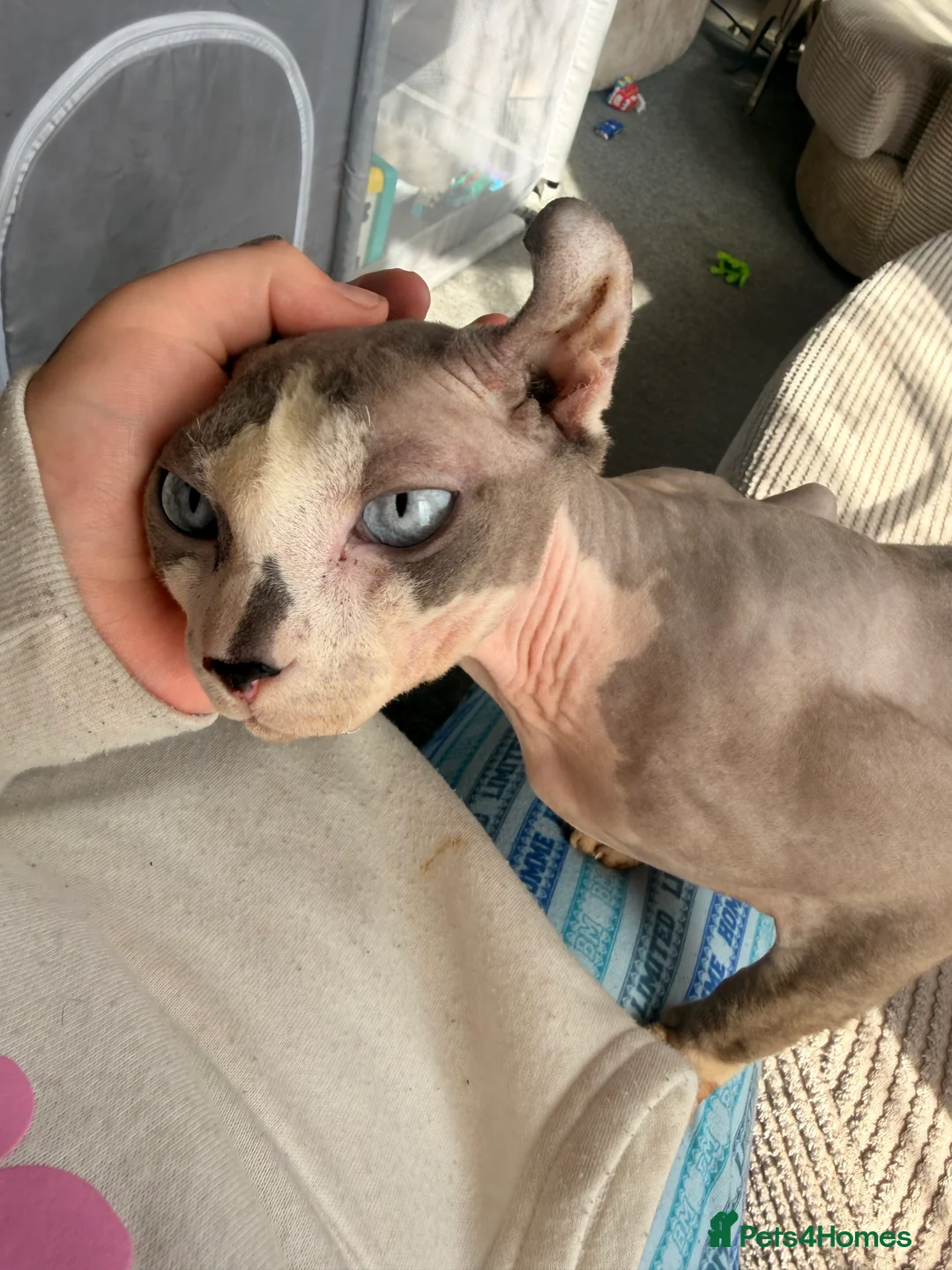 Sphynx cats for sale: Sphynx Cats for sale  - Advert 2