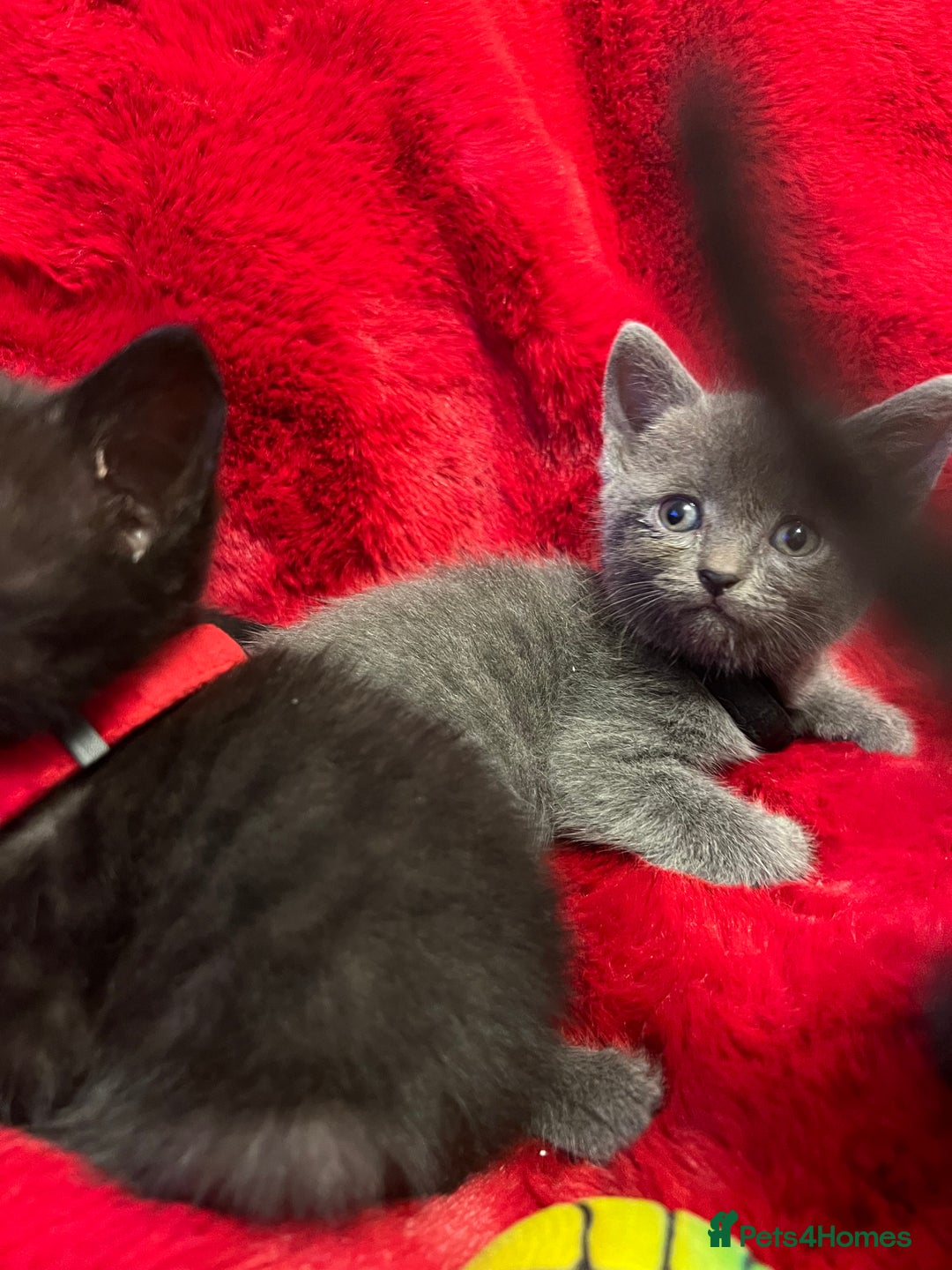 Mixed Breed cats for sale: kittens looking for a new home - Advert 3