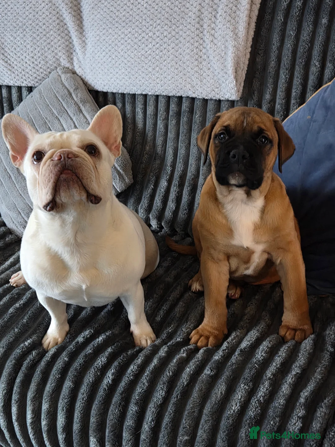 American Bulldog dogs for sale: American bulldog  - Advert 7