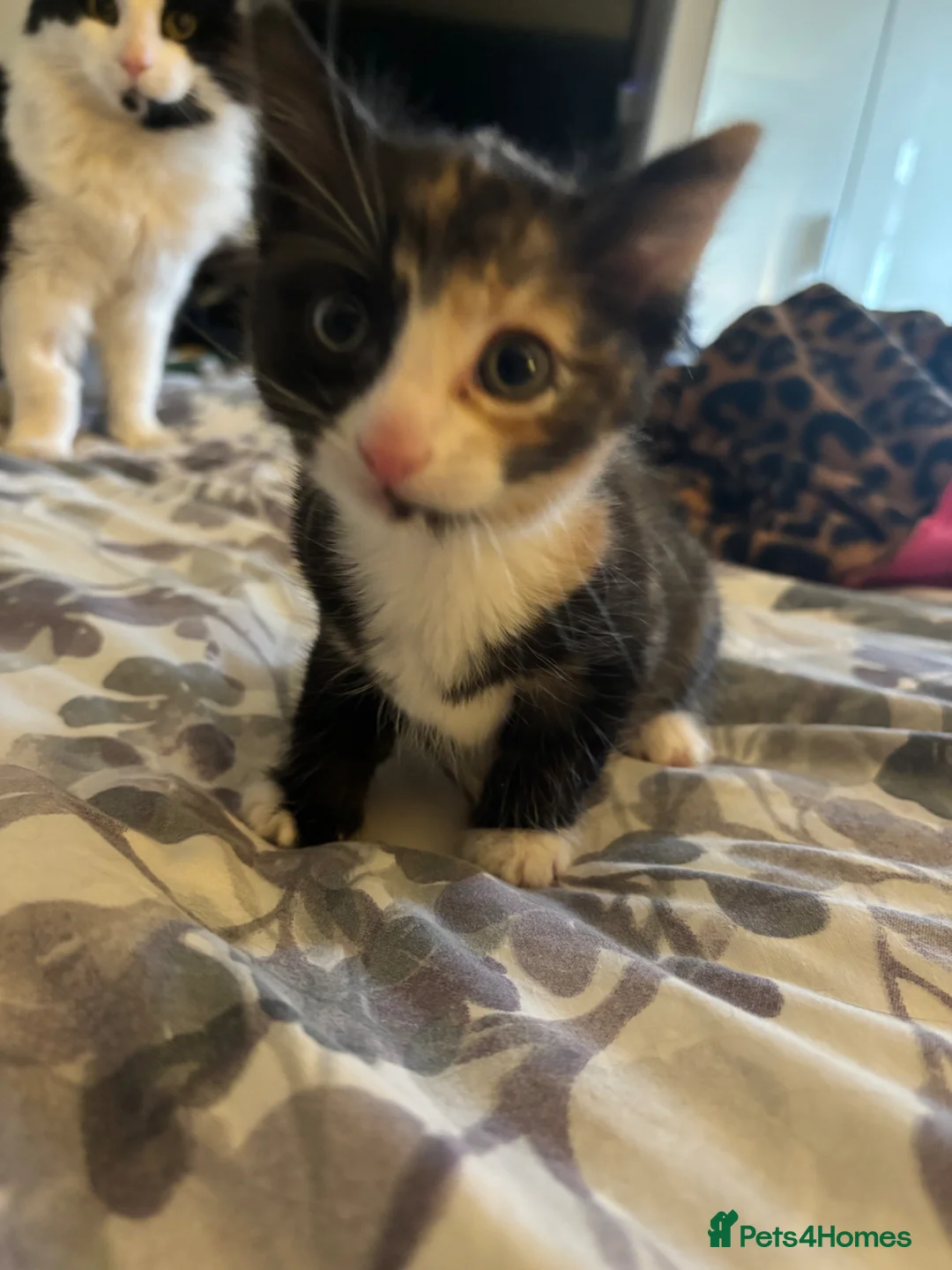 Domestic Shorthair cats for sale: One girl left  - Advert 2