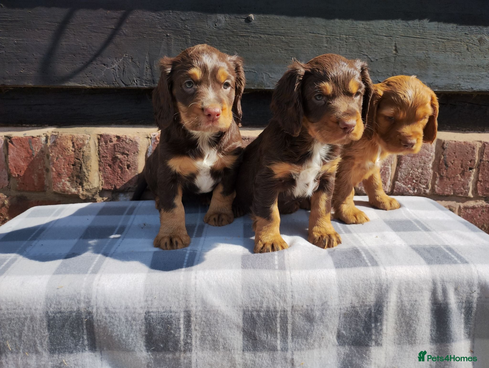 Cocker Spaniel dogs Cocker Spaniel Puppies  - Advert 18