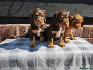 Cocker Spaniel dogs Cocker Spaniel Puppies - Advert 18