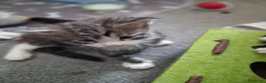 Maine Coon 1