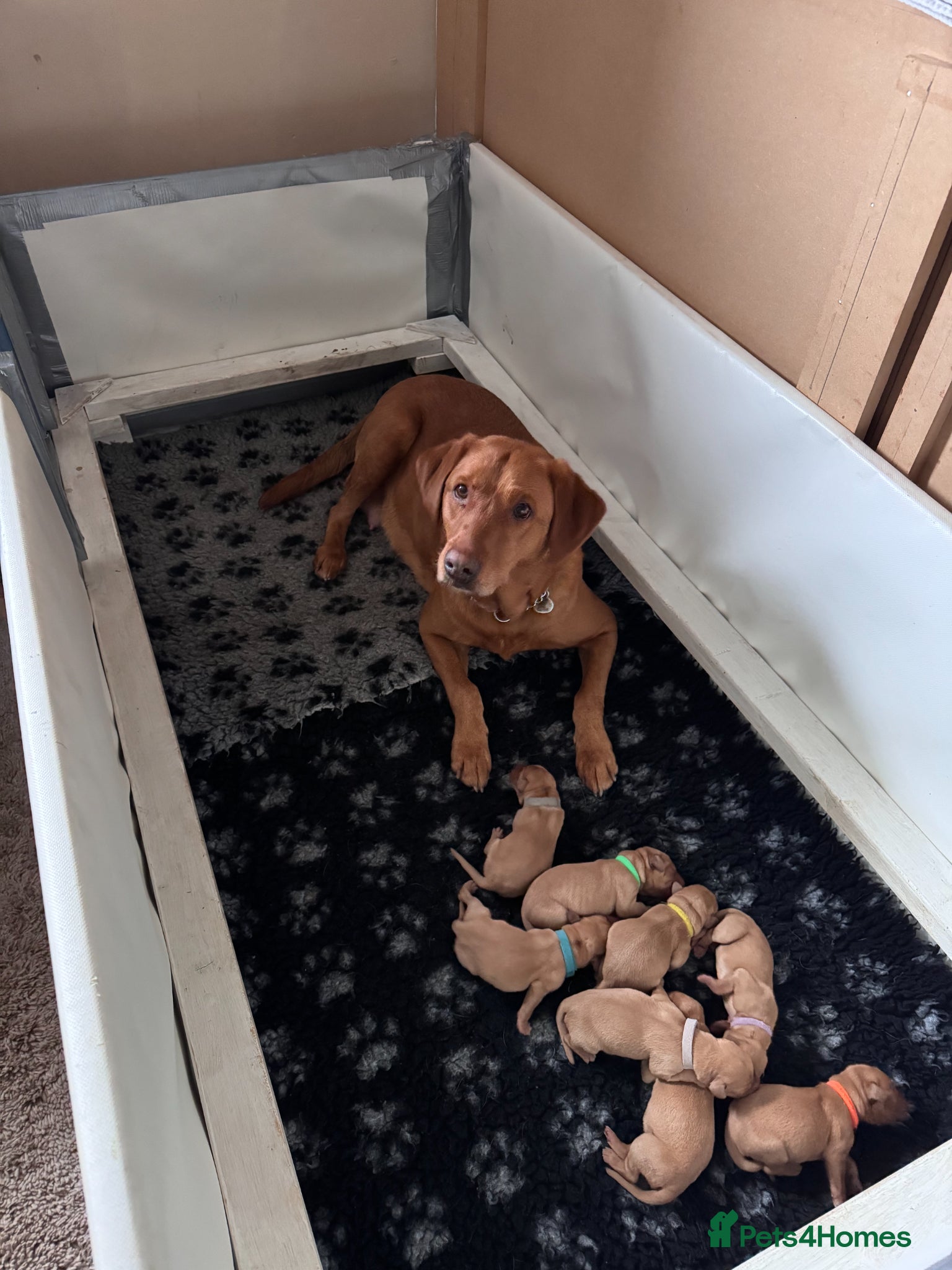 Labrador Retriever dogs 5* KC Reg Fully Health Tested Fox Red Labradors - Advert 1