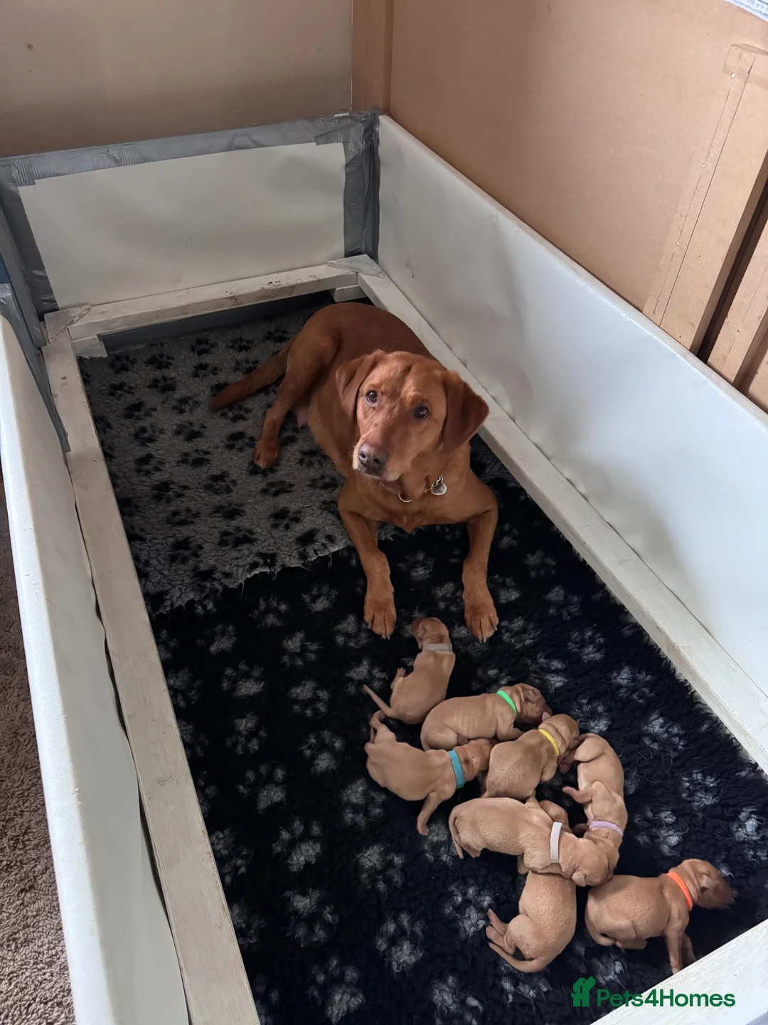 Labrador Retriever dogs for sale: 5* KC Reg Fully Health Tested Fox Red Labradors - Advert 1