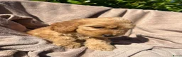 Cockapoo dogs for sale: Cockerpoo - Advert 9