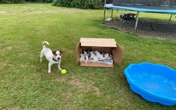 Jack Russell dogs for sale: 5 Jack Russell Puppies - Image 8