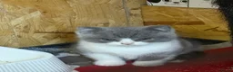 British Shorthair cats for sale: BSH kittens tica reg  - Advert 5