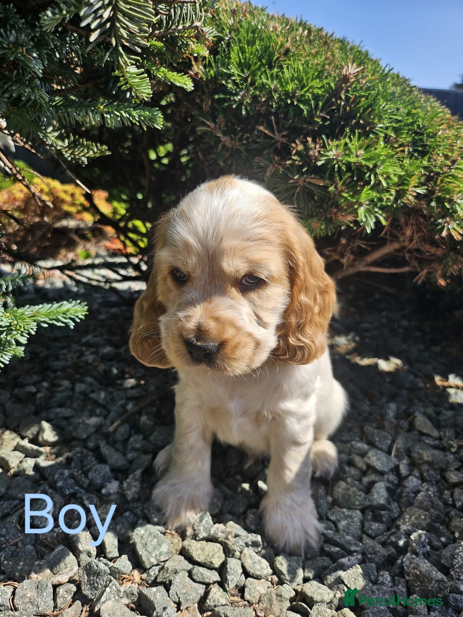 Cocker Spaniel dogs Kc reg Cocker Spaniel puppies - Advert 2
