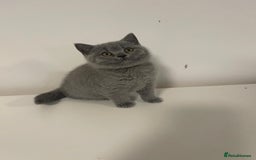 British Shorthair cats for sale: Adorable BSH 9 Weeks Old Ready for Forever Homes - Image 1