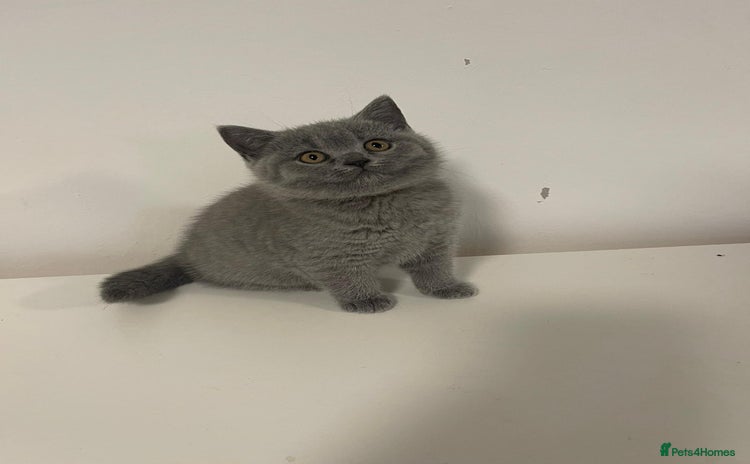 British Shorthair cats - Advert 2