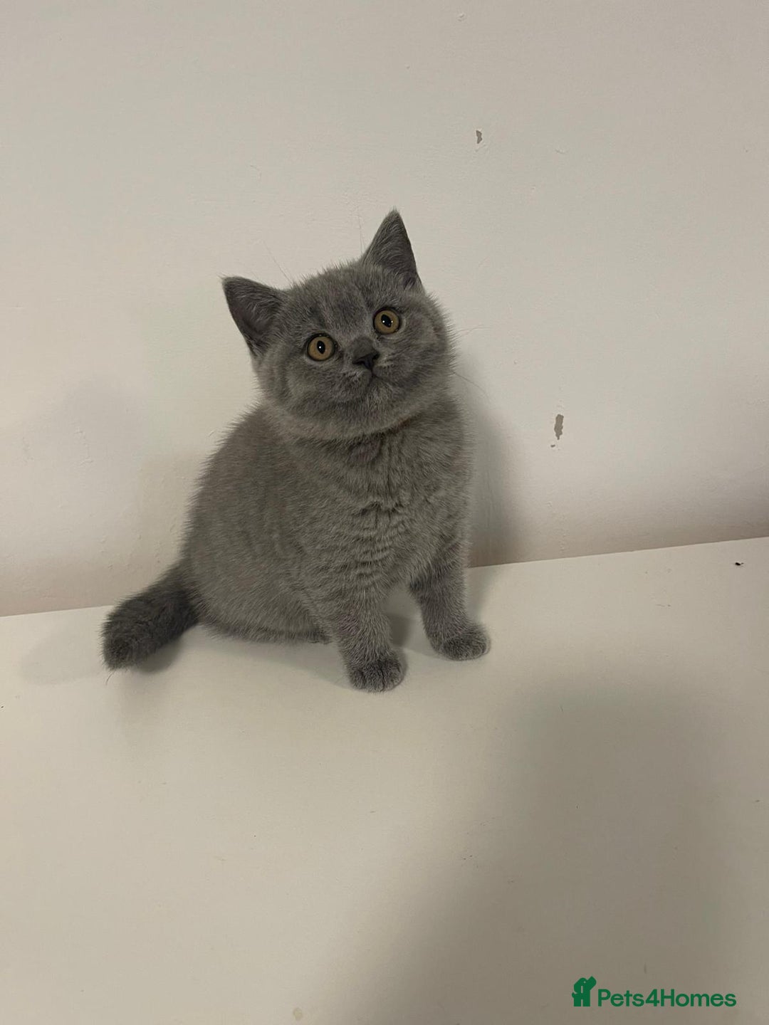 British Shorthair cats for sale: Adorable BSH 9 Weeks Old Ready for Forever Homes - Image 1