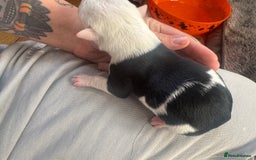 Mixed Breed dogs for sale: Pups for sale  - Image 14