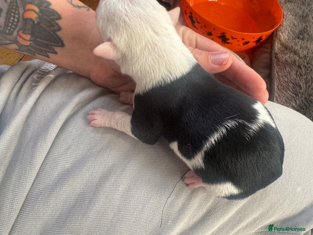 Mixed Breed dogs for sale: Pups for sale  - Image 14