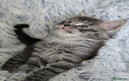 Maine Coon cats for sale: Maine coons babies 🐾 - Image 4