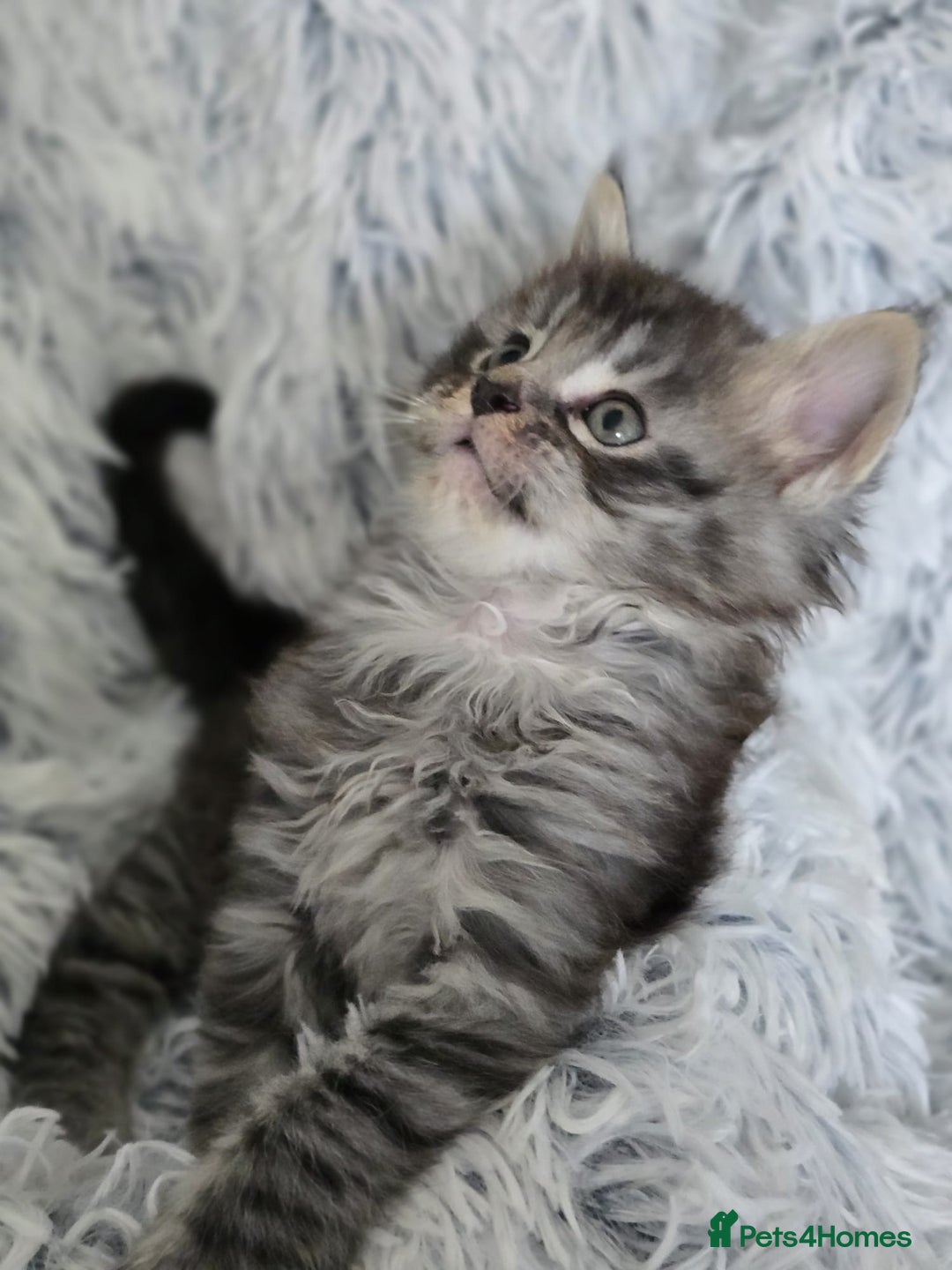 Maine Coon cats for sale: Maine coons babies 🐾 - Image 4