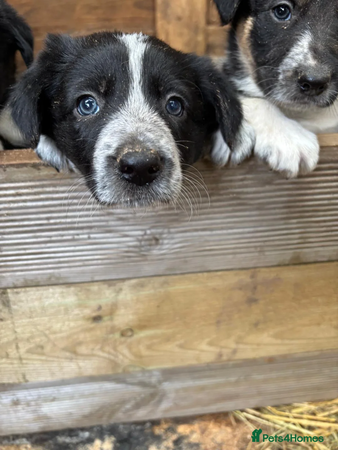 Border Collie dogs for sale: Two Border collie bitch puppies for sale  in Tenbury Wells - Advert 1