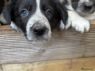 Border Collie dogs Two Border collie bitch puppies for sale - Advert 2