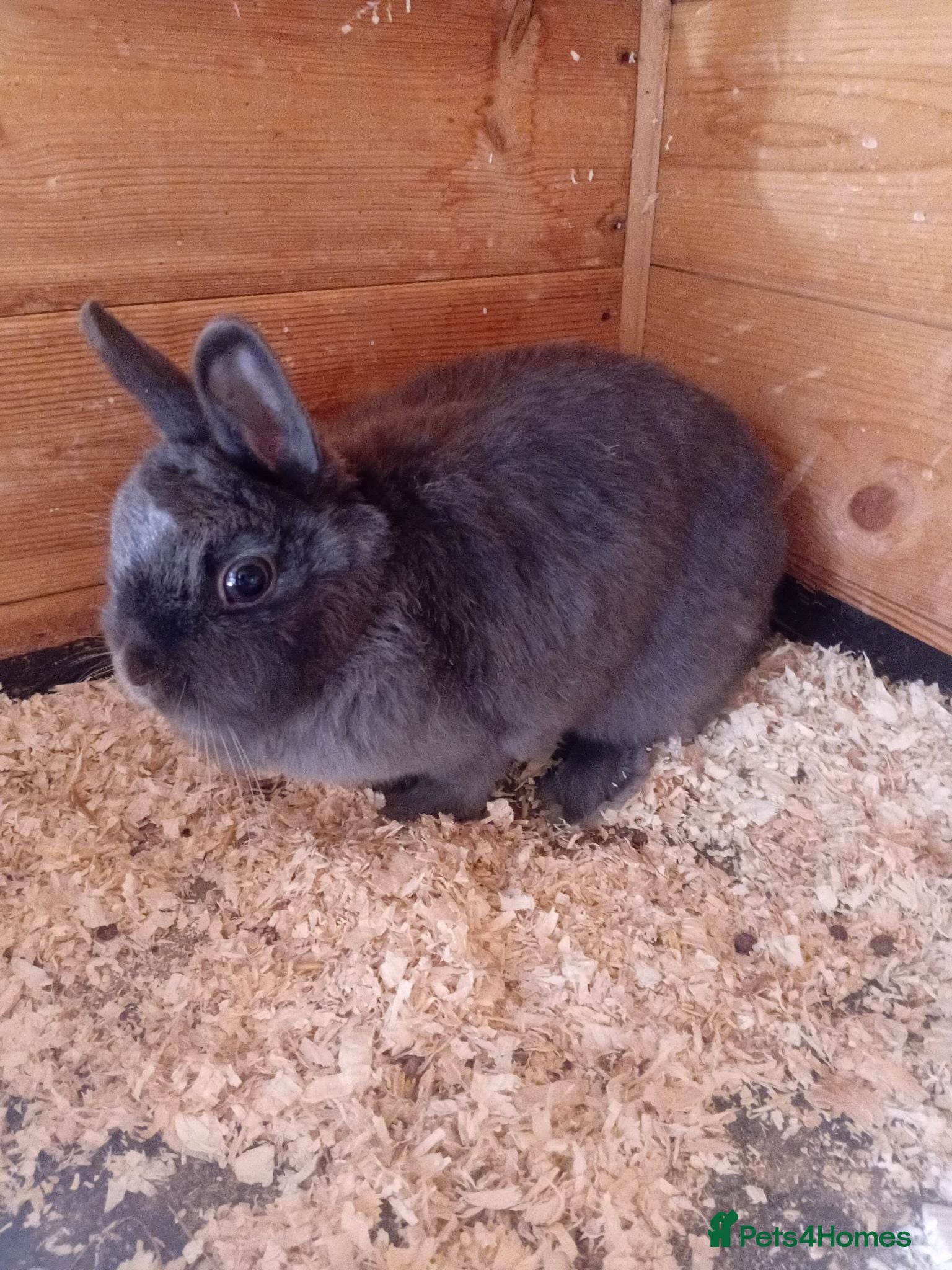 Netherland Dwarf rabbits Netherland dwarfs  - Advert 1