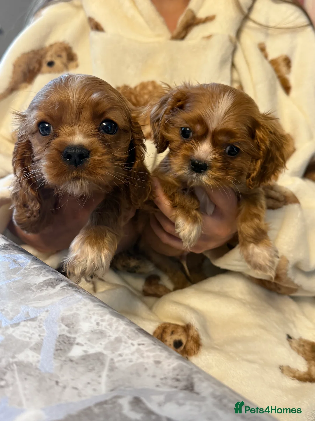 Cavalier King Charles Spaniel dogs for sale: Cavalier X American Cocker Pups 🐶  - Advert 7