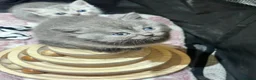 British Shorthair cats for sale: Gorgeous Pedigree British Shorthair Kittens  in Oldham - Advert 5