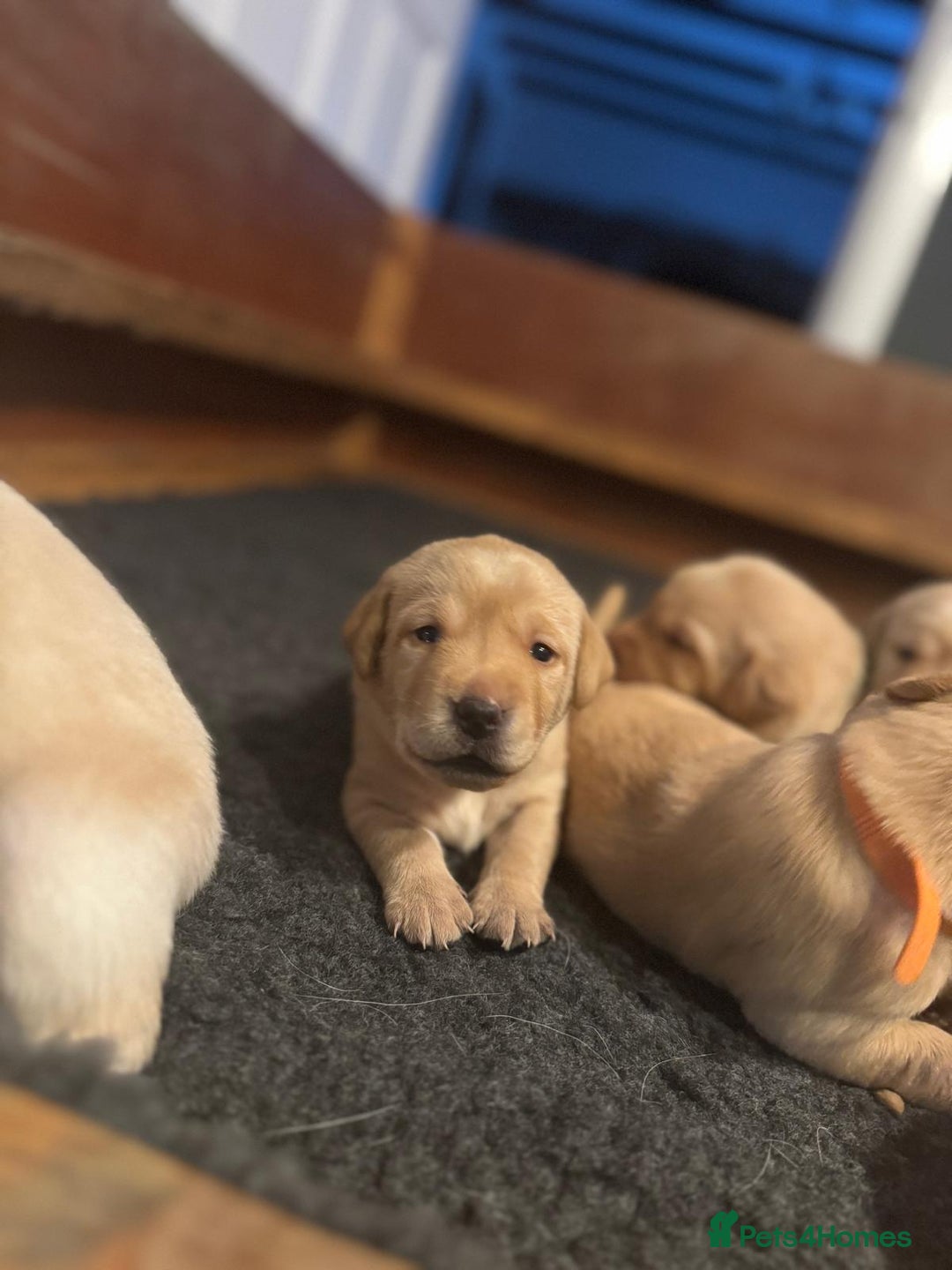 Labrador Retriever dogs for sale: Labrador Retrievers For Sale - Image 22
