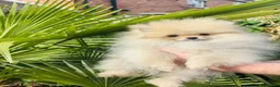 Pomeranian dogs for sale: Quality Pomeranian puppies reduced £1300 - Advert 5
