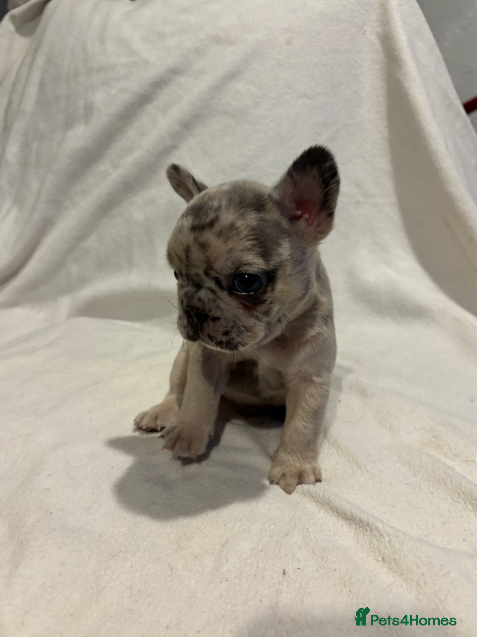French Bulldog dogs 5Week old Frenchies❤️ - Advert 14