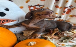 Miniature Dachshund dogs for sale: Perfect Miniature dachshund  - Image 15