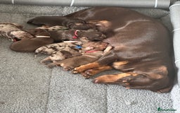Miniature Dachshund dogs for sale: Smooth haired Miniature Dachshund - Image 1