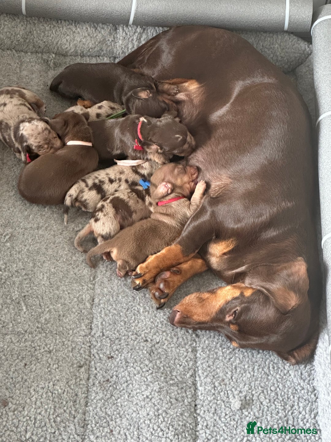 Miniature Dachshund dogs for sale: Smooth haired Miniature Dachshund - Image 1