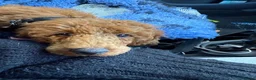 Miniature Poodle dogs for sale: Stunning boy, lovely temperament, deep red,  - Advert 4