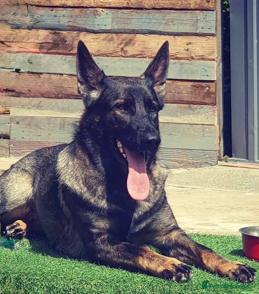 German Shepherd dogs for sale: Dark Sable German Shepherd Puppy (Male) - Advert 15