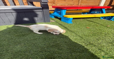 Mixed Breed dogs - Advert 5