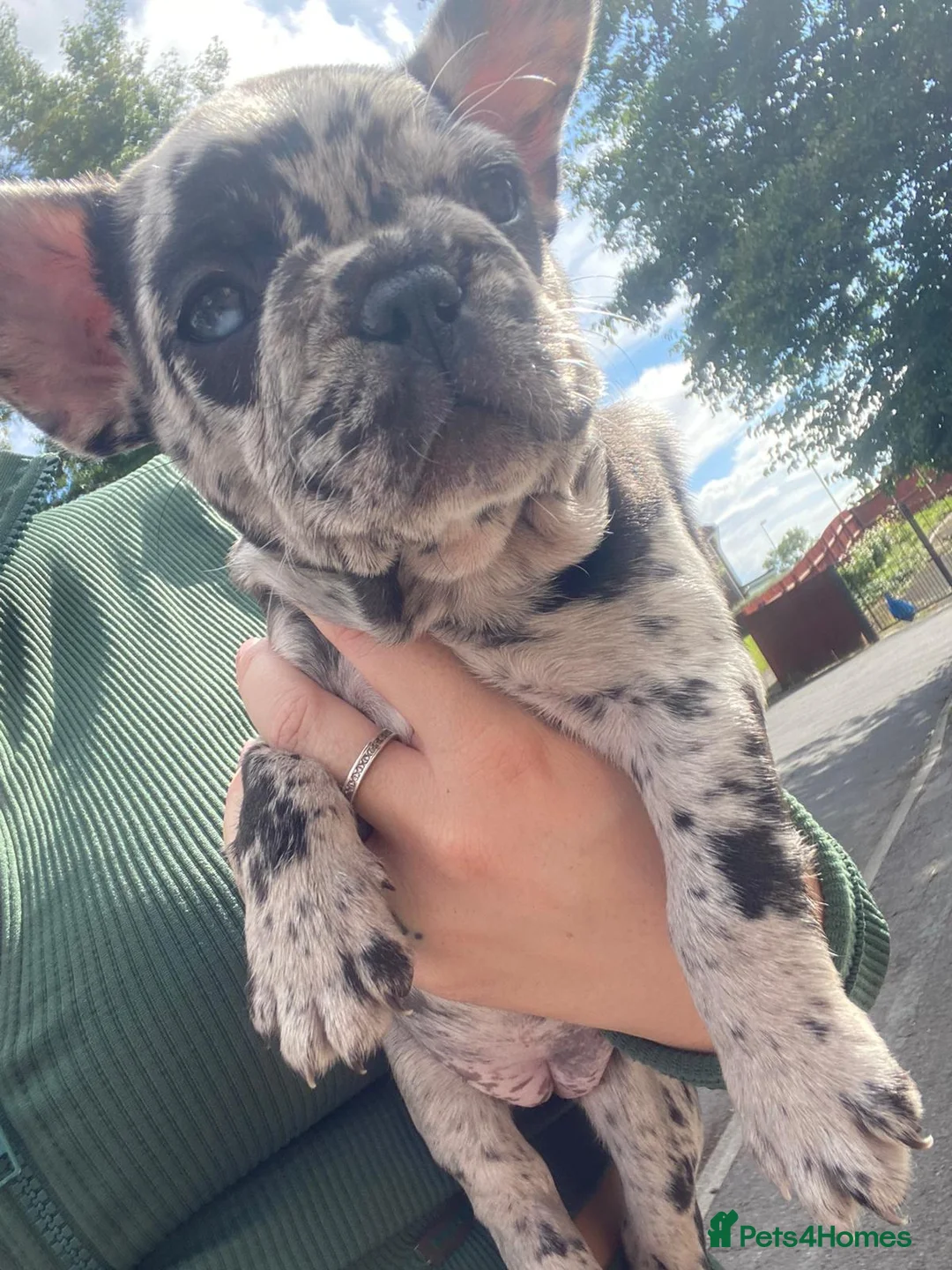 French Bulldog dogs for stud: ** RogueRoyales Zeus ** Fully Suited Lilac Merle  in Wolverhampton - Advert 28
