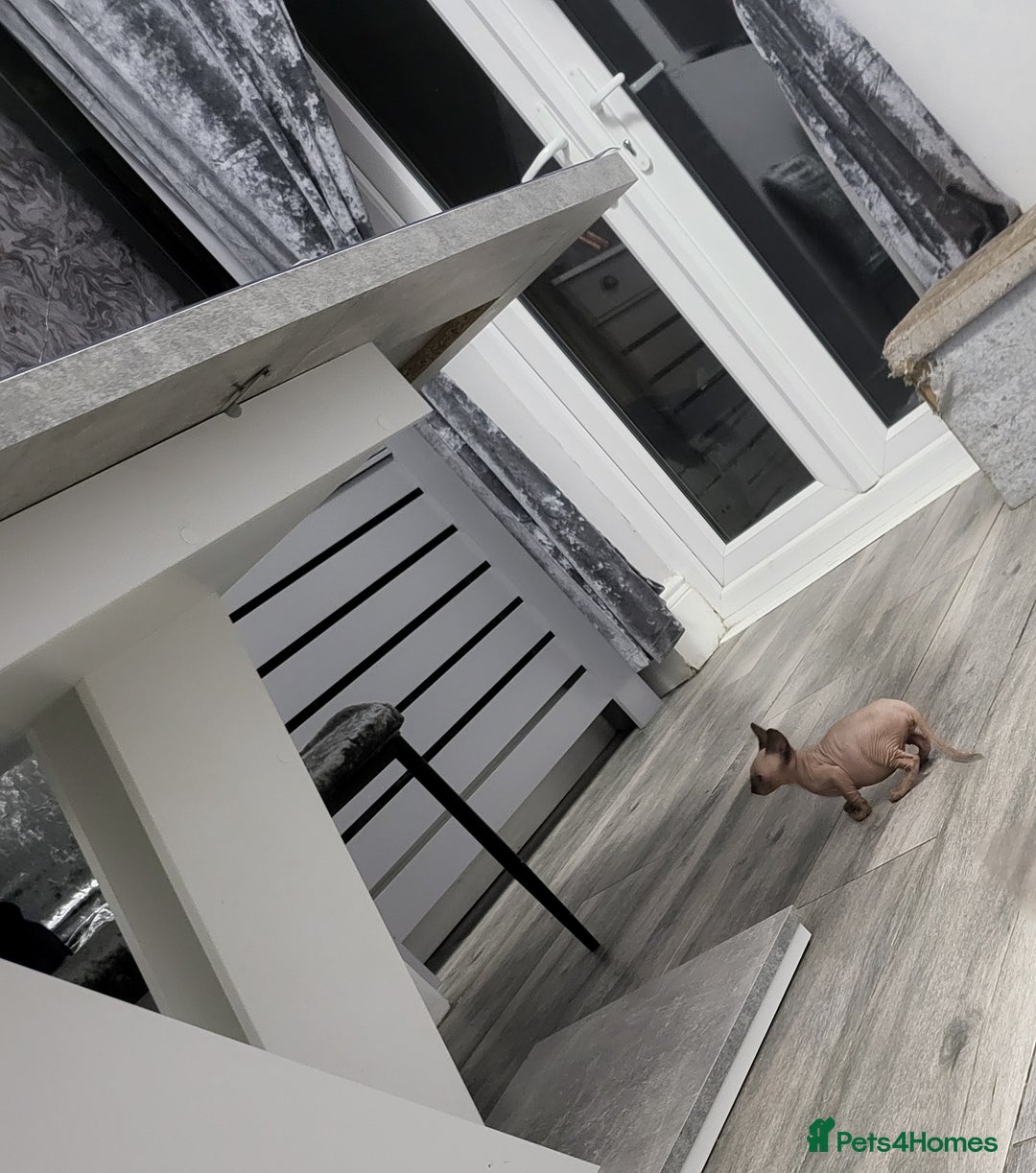 Sphynx cats for sale: Sphinx happy girls any info pleas message  - Advert 13