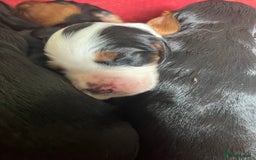 Cocker Spaniel dogs for sale: KC COCKER PUPS TRI BLACK TAN WHITE RED BLUE ROAN - Image 11