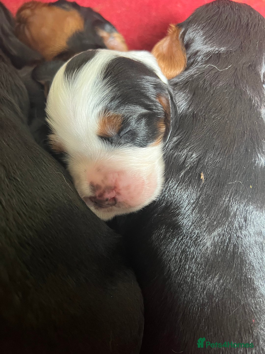 Cocker Spaniel dogs for sale: KC COCKER PUPS TRI BLACK TAN WHITE RED BLUE ROAN - Image 11