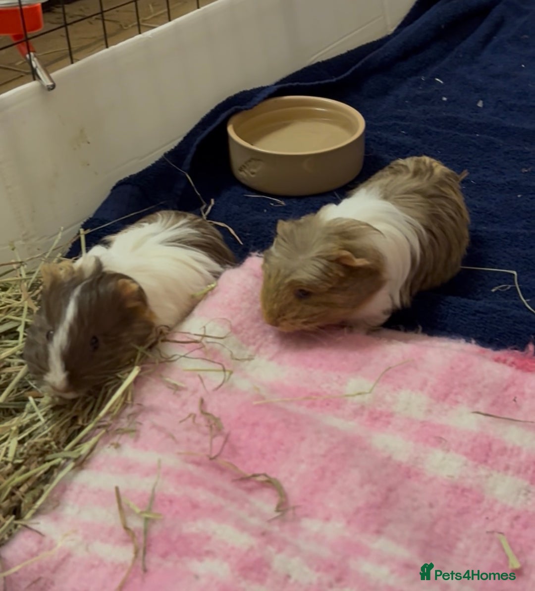 Guinea Pig rodents for sale: 2 Beautiful long haired girls  - Advert 23