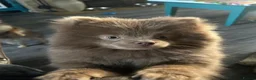 Pomeranian dogs for sale: Beautiful rare pomeranians  - Advert 3